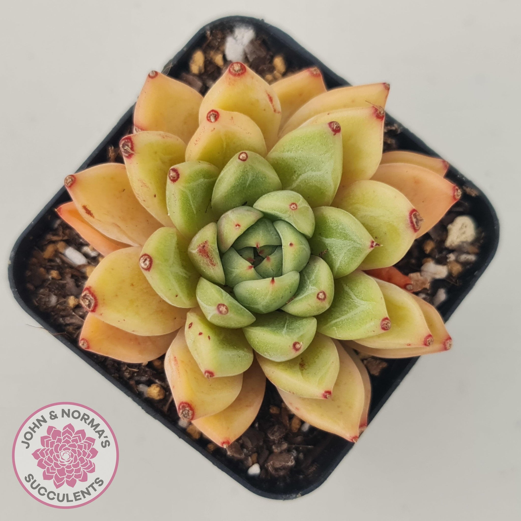 Echeveria Rajoya | John & Norma's Succulents