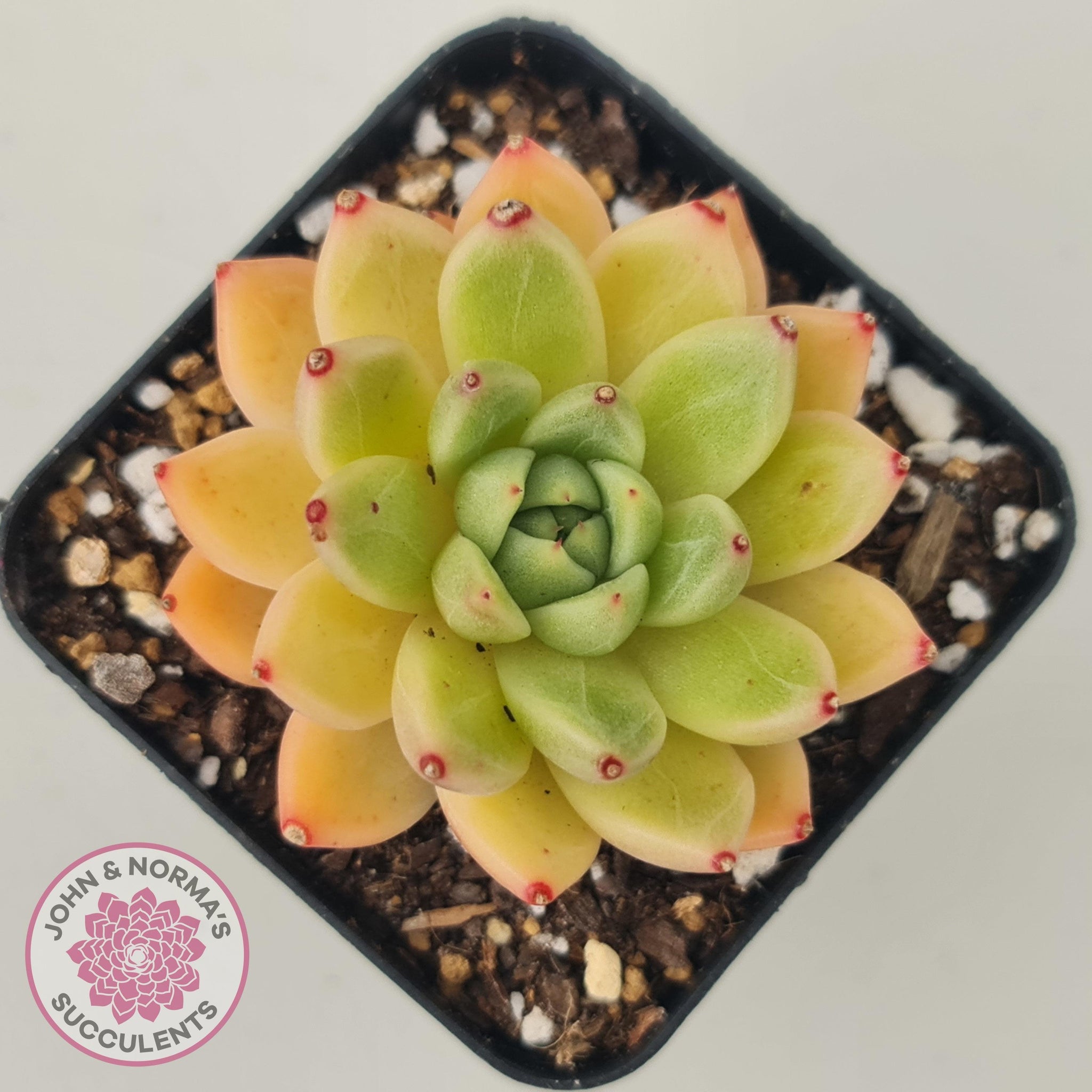 Echeveria Rajoya | John & Norma's Succulents