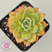 Load image into Gallery viewer, Echeveria Rajoya - John &amp; Norma&#39;s Succulents
