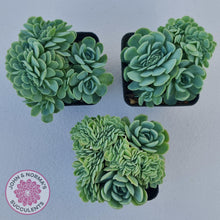 Load image into Gallery viewer, Echeveria Raspberry Ice Crested - John &amp; Norma&#39;s Succulents Australia
