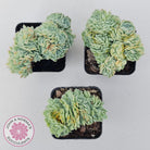 Echeveria Raspberry Ice Crested