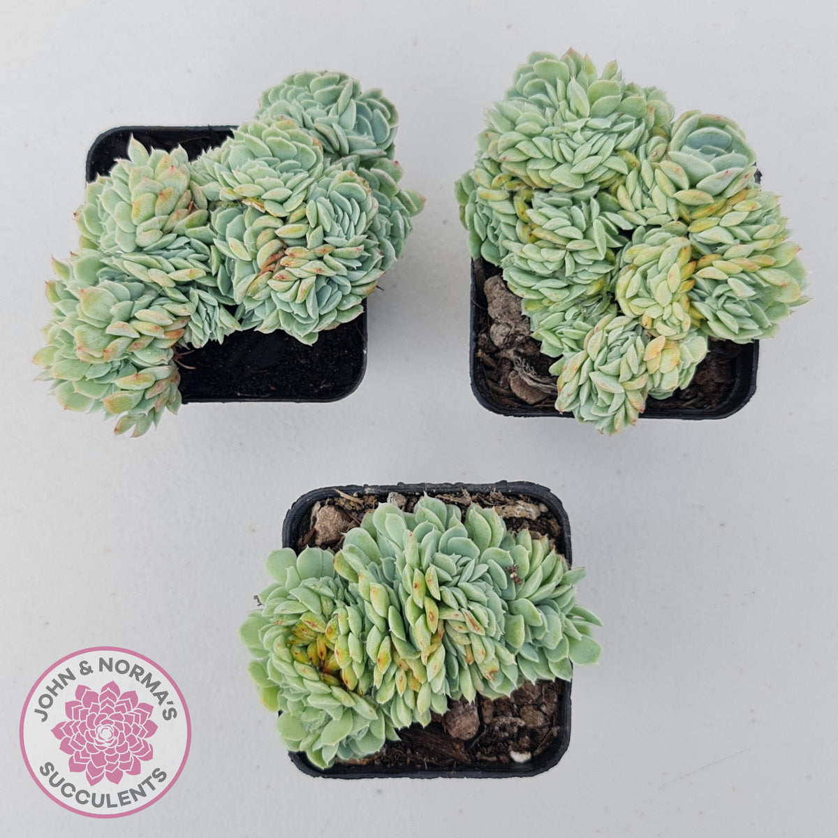 Echeveria Raspberry Ice Crested