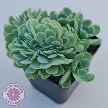 Load image into Gallery viewer, Echeveria Raspberry Ice Crested - John &amp; Norma&#39;s Succulents Australia
