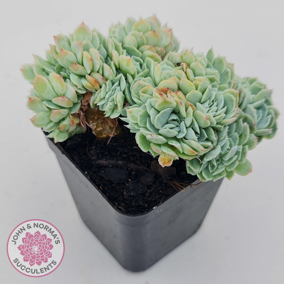 Echeveria Raspberry Ice Crested
