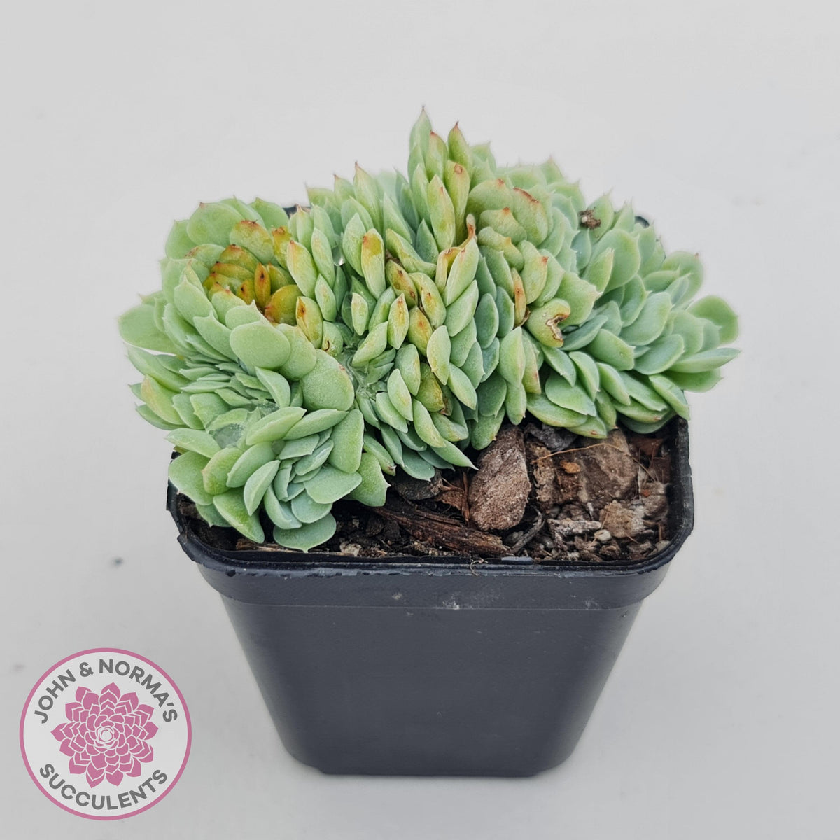 Echeveria Raspberry Ice Crested