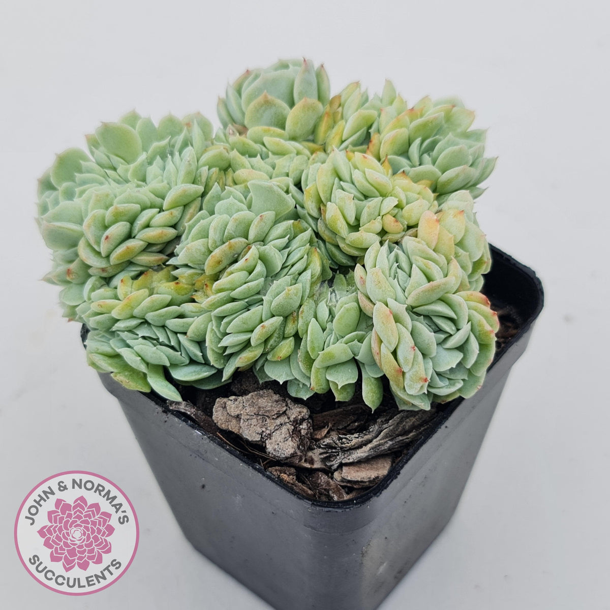 Echeveria Raspberry Ice Crested