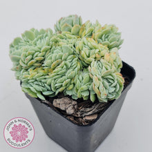 Load image into Gallery viewer, Echeveria Raspberry Ice Crested - John &amp; Norma&#39;s Succulents Australia
