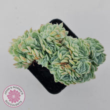 Load image into Gallery viewer, Echeveria Raspberry Ice Crested - John &amp; Norma&#39;s Succulents Australia
