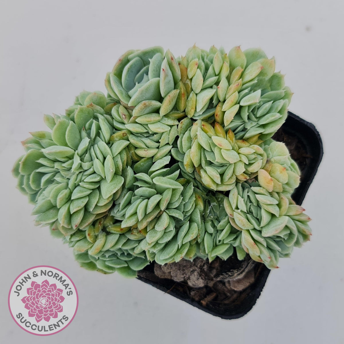 Echeveria Raspberry Ice Crested