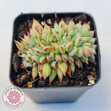 Load image into Gallery viewer, Echeveria &#39;Ratam&#39; Crest - John &amp; Norma&#39;s Succulents Australia
