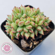 Load image into Gallery viewer, Echeveria &#39;Ratam&#39; Crest - John &amp; Norma&#39;s Succulents Australia
