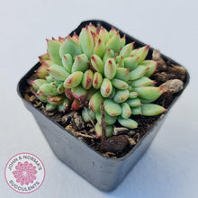 Load image into Gallery viewer, Echeveria &#39;Ratam&#39; Crest - John &amp; Norma&#39;s Succulents Australia
