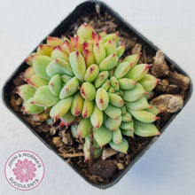 Load image into Gallery viewer, Echeveria &#39;Ratam&#39; Crest - John &amp; Norma&#39;s Succulents Australia
