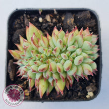 Load image into Gallery viewer, Echeveria &#39;Ratam&#39; Crest - John &amp; Norma&#39;s Succulents Australia
