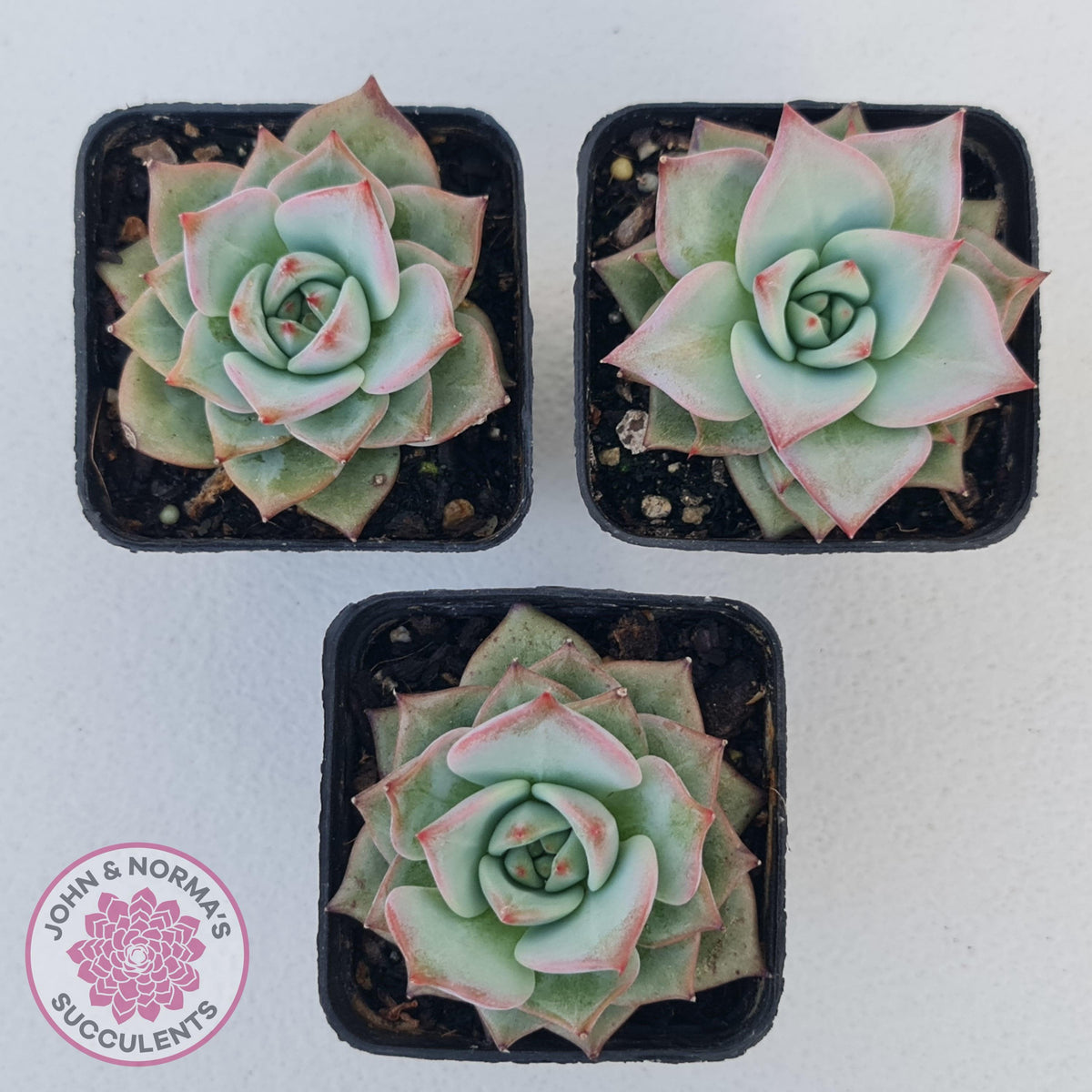 Echeveria Red Dragon