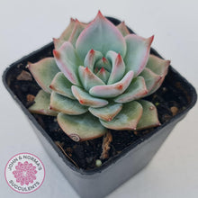 Load image into Gallery viewer, Echeveria Red Dragon - John &amp; Norma&#39;s Succulents Australia
