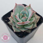 Echeveria Red Dragon