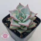 Echeveria Red Dragon