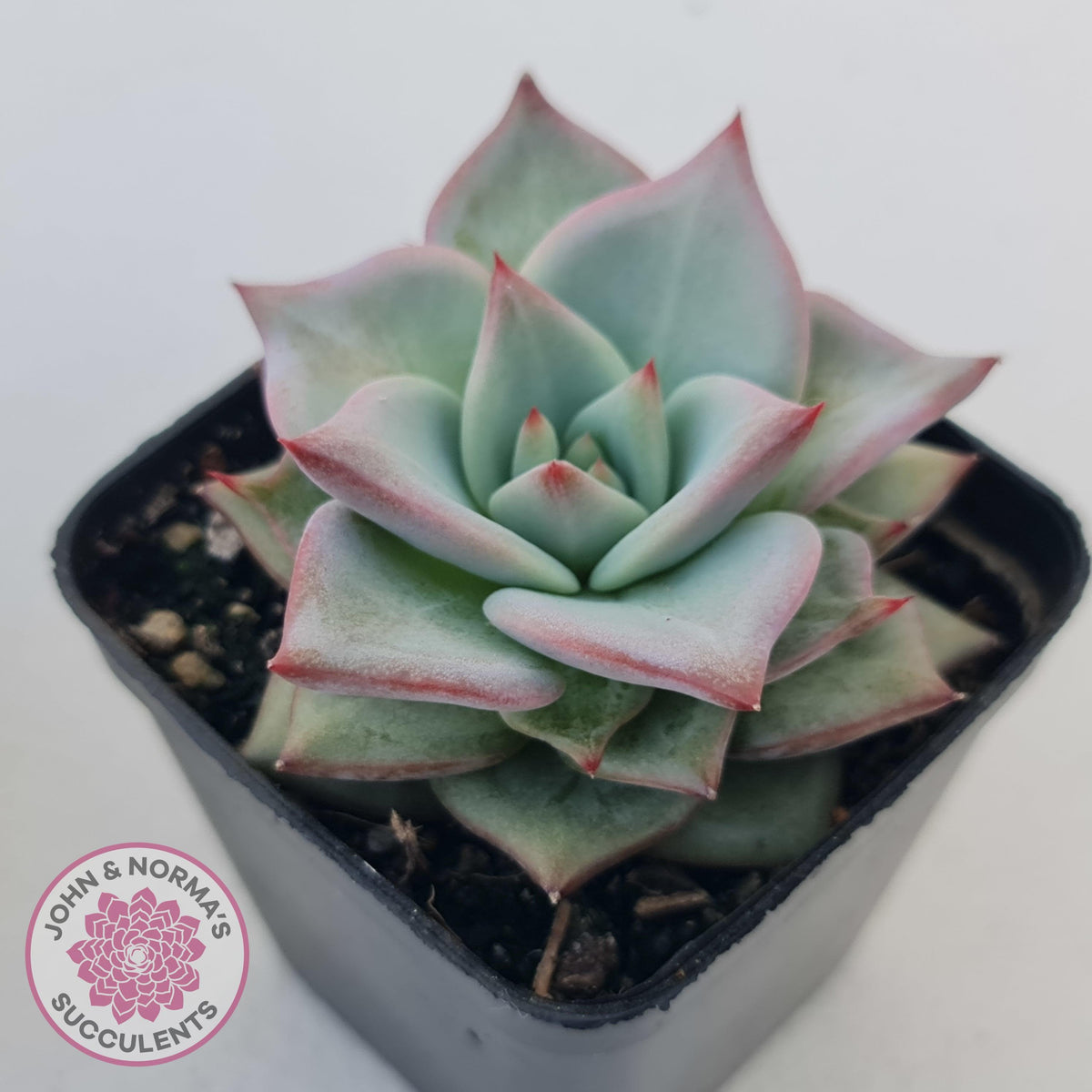 Echeveria Red Dragon