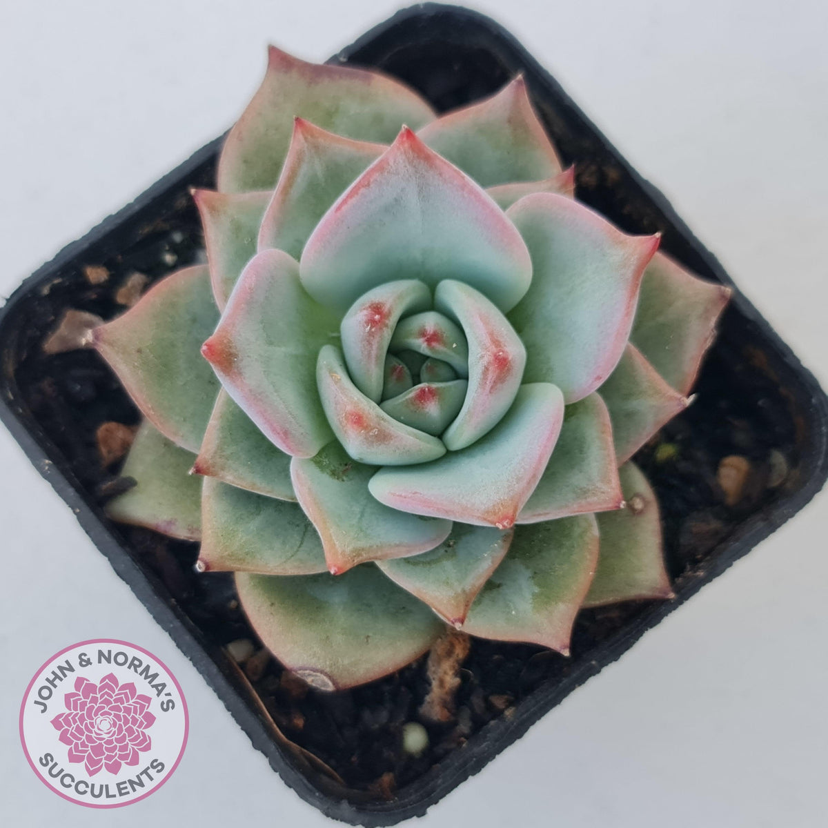 Echeveria Red Dragon