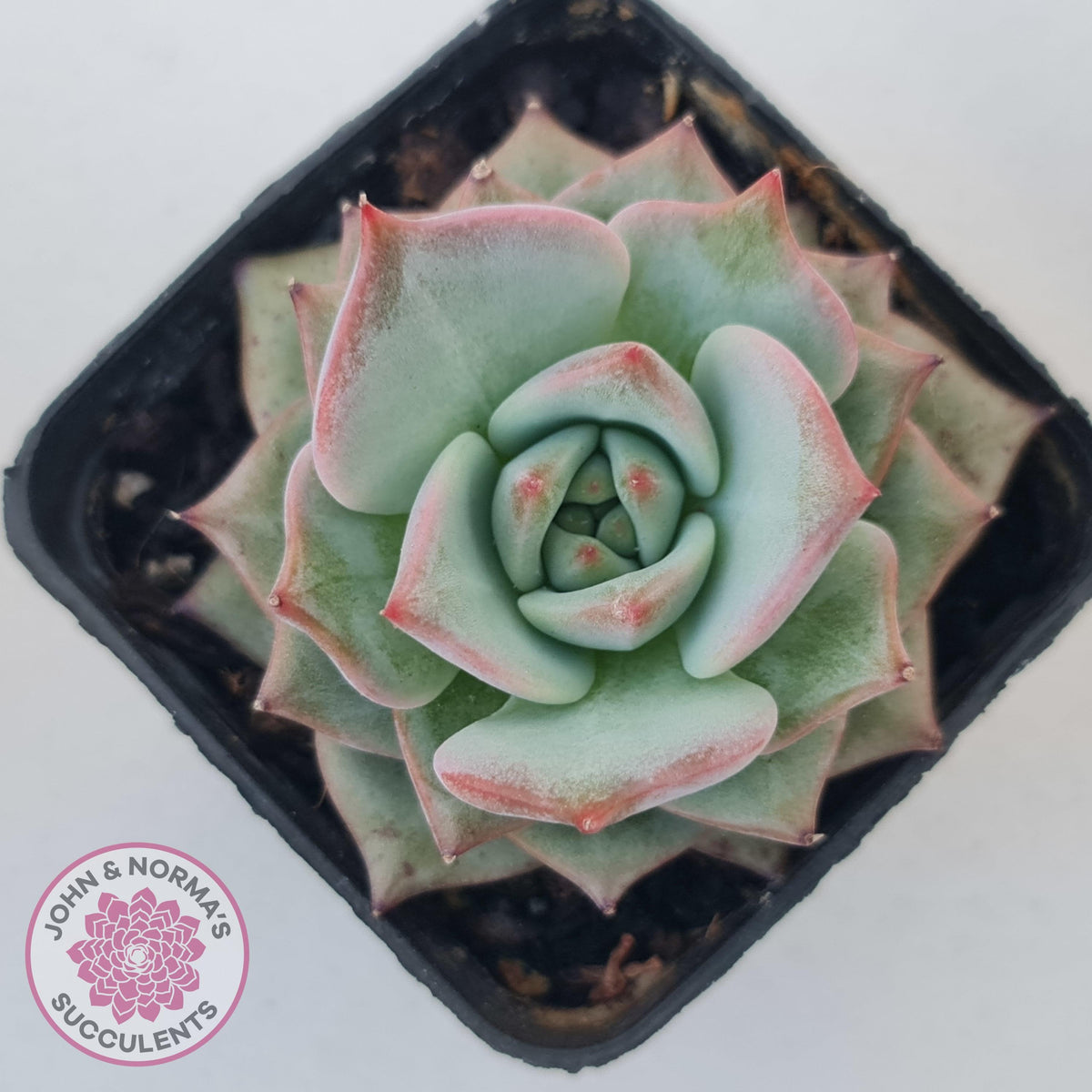 Echeveria Red Dragon