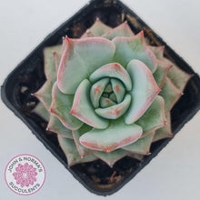 Load image into Gallery viewer, Echeveria Red Dragon - John &amp; Norma&#39;s Succulents Australia
