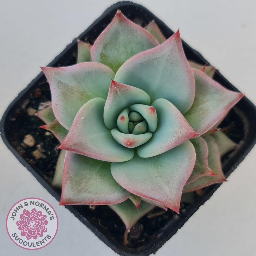 Echeveria Red Dragon - John & Norma's Succulents Australia