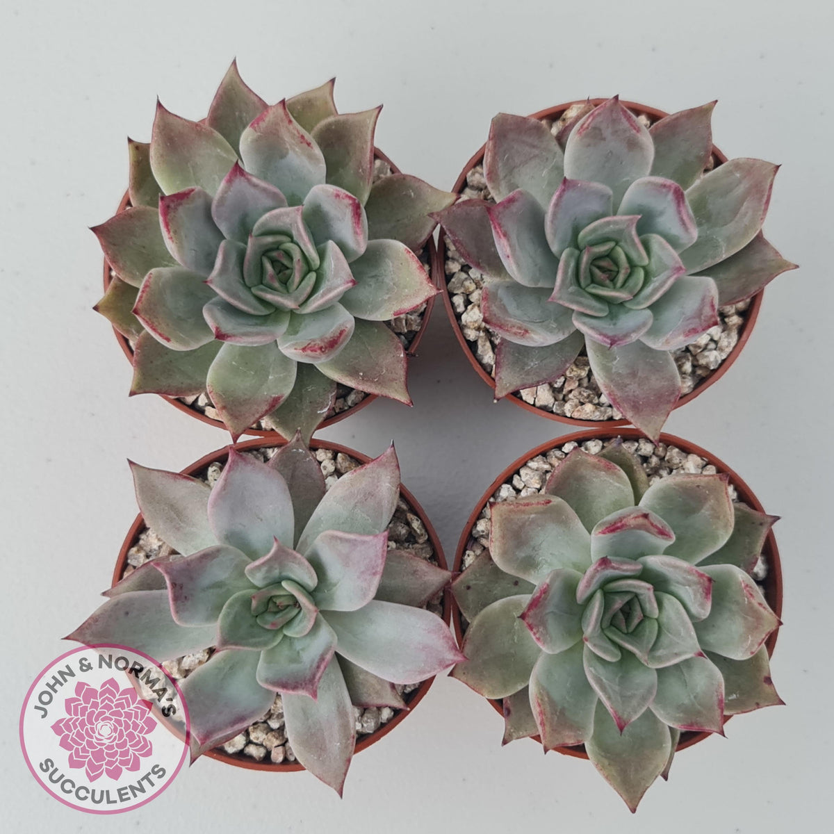 Echeveria Red Madiba