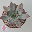 Echeveria Red Madiba