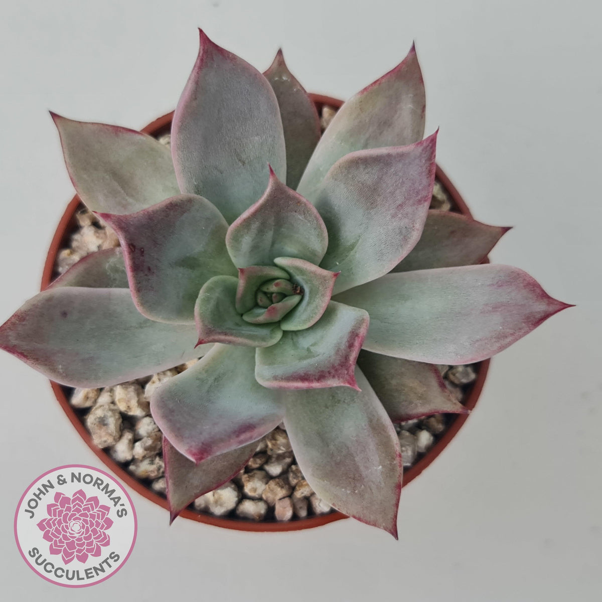 Echeveria Red Madiba