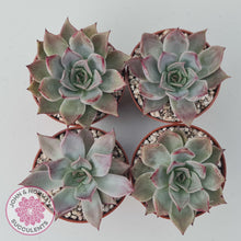 Load image into Gallery viewer, Echeveria Red Madiba - John &amp; Norma&#39;s Succulents
