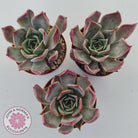 Echeveria Red Madiba