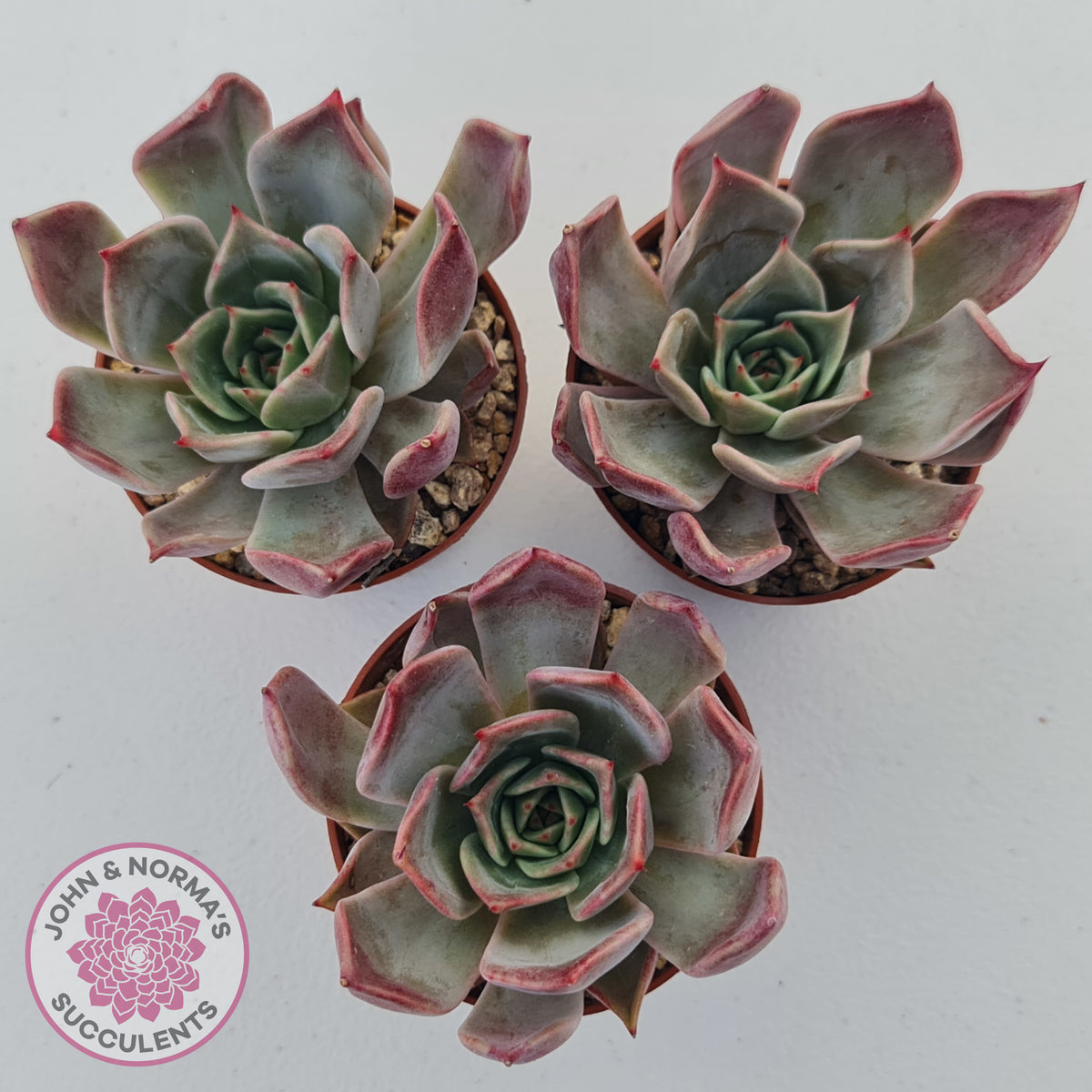 Echeveria Red Madiba