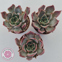 Load image into Gallery viewer, Echeveria Red Madiba
