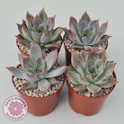 Echeveria Red Madiba