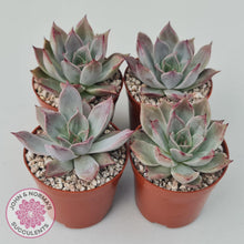 Load image into Gallery viewer, Echeveria Red Madiba - John &amp; Norma&#39;s Succulents
