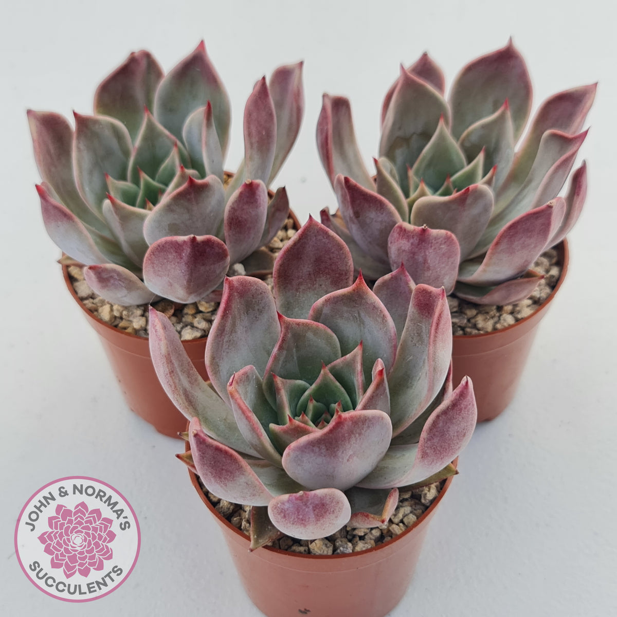 Echeveria Red Madiba