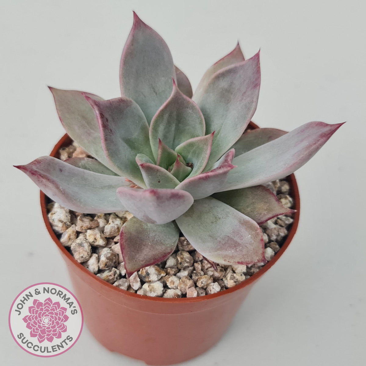 Echeveria Red Madiba