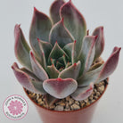Echeveria Red Madiba