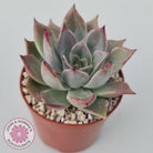Echeveria Red Madiba