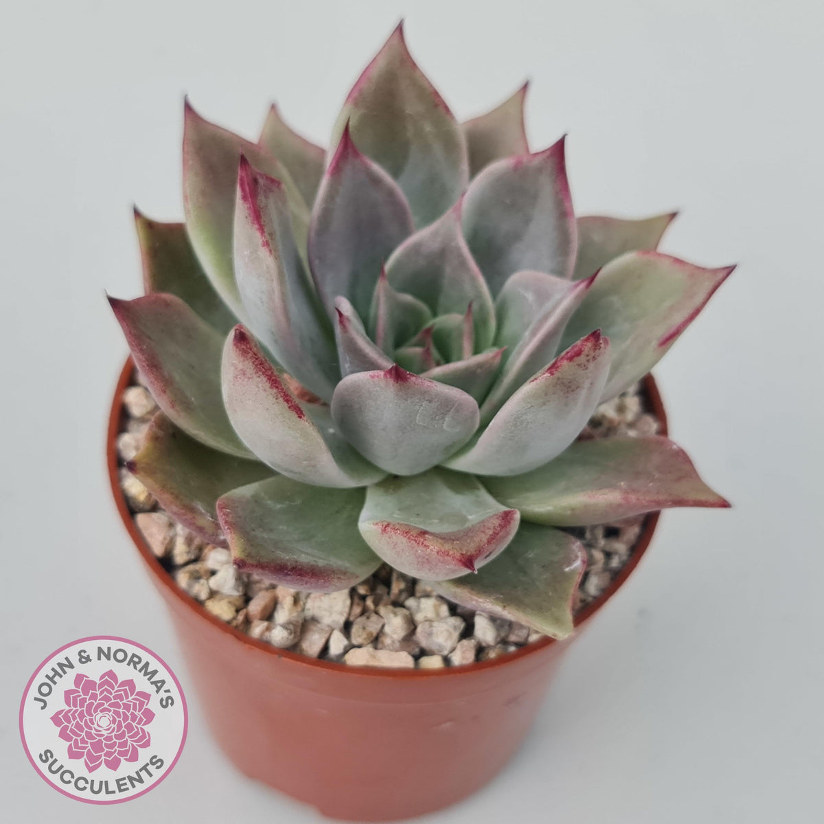 Echeveria Red Madiba