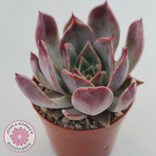 Load image into Gallery viewer, Echeveria Red Madiba
