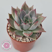 Load image into Gallery viewer, Echeveria Red Madiba - John &amp; Norma&#39;s Succulents
