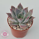 Echeveria Red Madiba