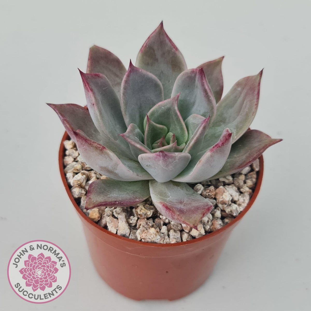 Echeveria Red Madiba
