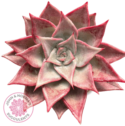 Echeveria Red Madiba - John & Norma's Succulents