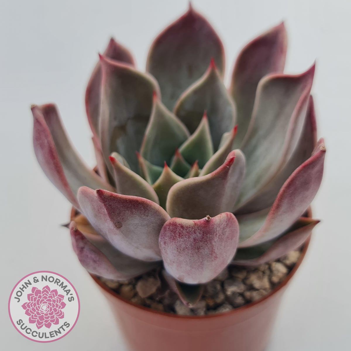 Echeveria Red Madiba