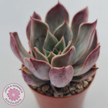 Load image into Gallery viewer, Echeveria Red Madiba
