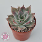 Echeveria Red Madiba