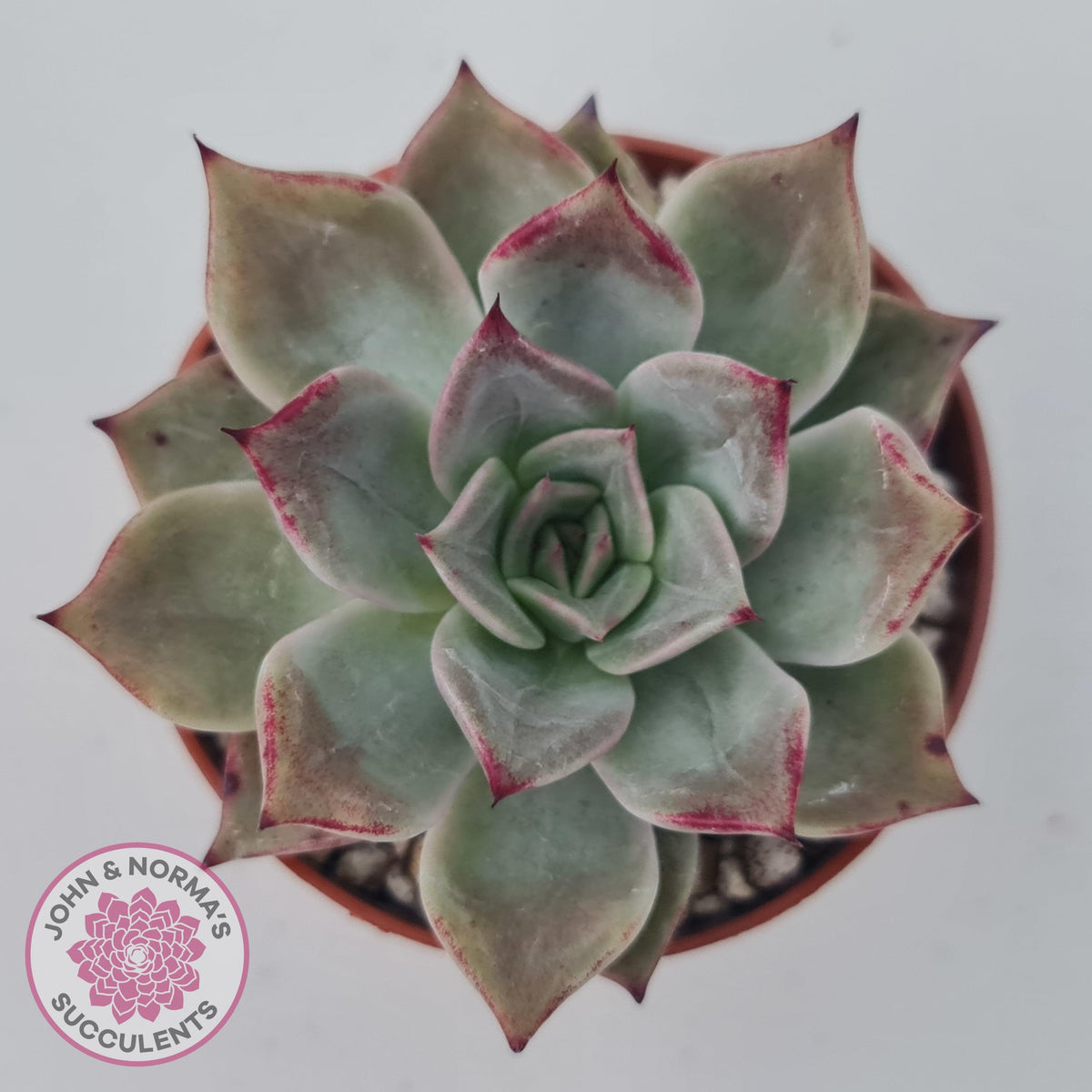 Echeveria Red Madiba